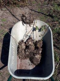 Material saditor afin/mur/zmeur