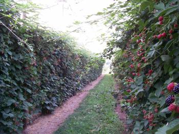 Vanzare plante zmeur/afin/mur