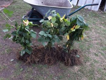 Butasi Mur Zmeur Afin