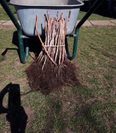 Butasi mur, zmeur, afin